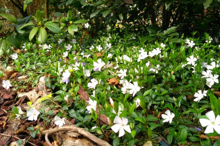 Kleines Immergrün in voller Blüte